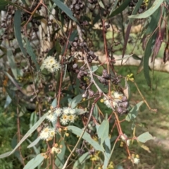 Eucalyptus rossii at Molonglo Valley, ACT - 7 Nov 2021