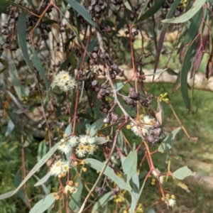 Eucalyptus rossii at Whitlam, ACT - 7 Nov 2021