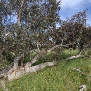 Eucalyptus rossii at Molonglo Valley, ACT - 7 Nov 2021