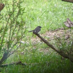 Rhipidura albiscapa (Grey Fantail) at Towong, VIC - 6 Nov 2021 by Darcy