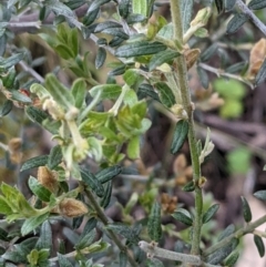 Mirbelia oxylobioides at Acton, ACT - 7 Nov 2021