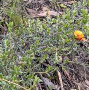 Mirbelia oxylobioides at Acton, ACT - 7 Nov 2021