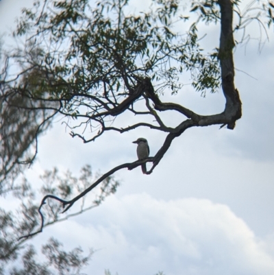 Dacelo novaeguineae (Laughing Kookaburra) at Towong, VIC - 6 Nov 2021 by Darcy