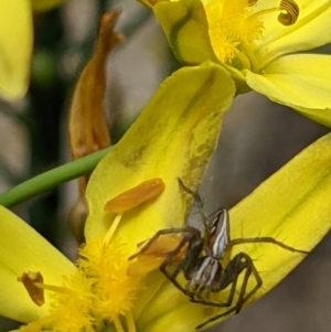 Oxyopes sp. (genus) at Watson, ACT - 7 Nov 2021