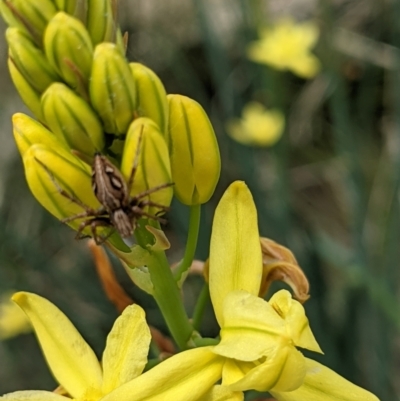 Oxyopes sp. (genus) (Lynx spider) at Watson, ACT - 8 Nov 2021 by abread111