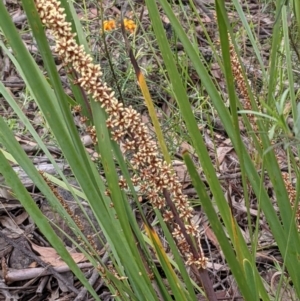 Lomandra longifolia at Acton, ACT - 7 Nov 2021 04:44 PM