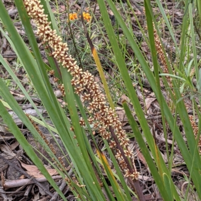 Lomandra longifolia (Spiny-headed Mat-rush, Honey Reed) at ANBG South Annex - 7 Nov 2021 by abread111