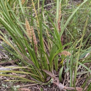 Lomandra longifolia at Acton, ACT - 7 Nov 2021 04:44 PM