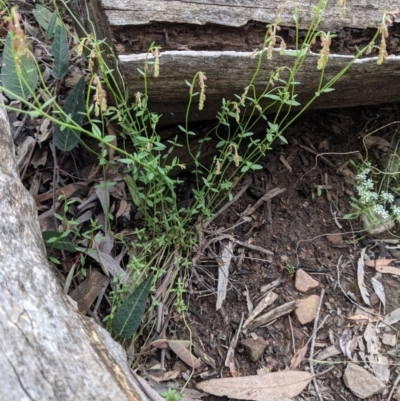 Gonocarpus tetragynus (Common Raspwort) at Acton, ACT - 7 Nov 2021 by abread111