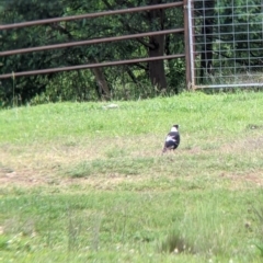 Gymnorhina tibicen (Australian Magpie) at Towong, VIC - 6 Nov 2021 by Darcy