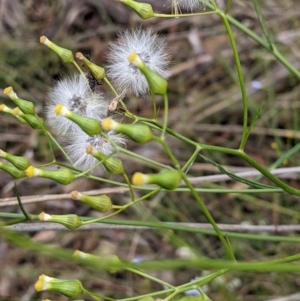 Senecio diaschides at Acton, ACT - 7 Nov 2021 04:50 PM