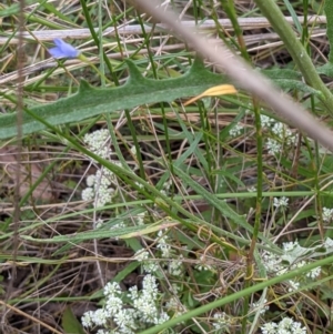 Senecio diaschides at Acton, ACT - 7 Nov 2021