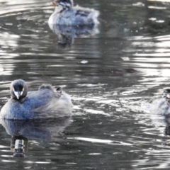 Tachybaptus novaehollandiae (Australasian Grebe) at Molonglo River Reserve - 7 Nov 2021 by HelenCross