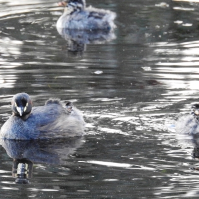 Tachybaptus novaehollandiae (Australasian Grebe) at Molonglo Valley, ACT - 7 Nov 2021 by HelenCross