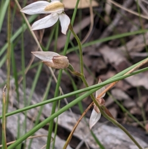 Caladenia moschata at Acton, ACT - 7 Nov 2021