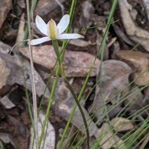 Caladenia moschata at Acton, ACT - 7 Nov 2021