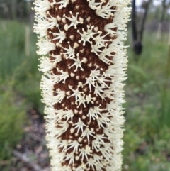 Xanthorrhoea resinosa (Grass Tree) at Cape Conran, VIC - 7 Nov 2021 by drakes