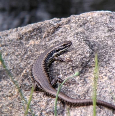 Unidentified Skink at Towong, VIC - 6 Nov 2021 by Darcy