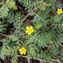 Tribulus terrestris (Caltrop, Cat-head) at Tintaldra, VIC - 6 Nov 2021 by Darcy