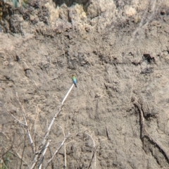 Merops ornatus (Rainbow Bee-eater) by Darcy