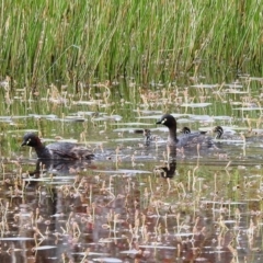 Tachybaptus novaehollandiae (Australasian Grebe) at Molonglo Valley, ACT - 7 Nov 2021 by HelenCross