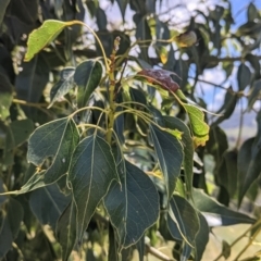 Brachychiton populneus (Kurrajong) at Cudgewa, VIC - 7 Nov 2021 by Darcy