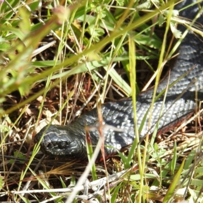 Pseudechis porphyriacus (Red-bellied Black Snake) at Lower Molonglo - 7 Nov 2021 by HelenCross