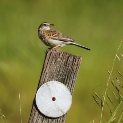 Anthus australis (Australian Pipit) at Molonglo River Reserve - 7 Nov 2021 by HelenCross