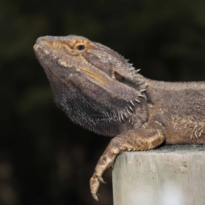 Pogona barbata (Eastern Bearded Dragon) at Acton, ACT - 7 Nov 2021 by TimL