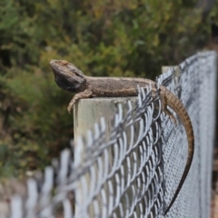 Pogona barbata at Acton, ACT - 7 Nov 2021