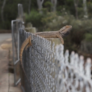 Pogona barbata at Acton, ACT - 7 Nov 2021