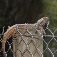 Pogona barbata at Acton, ACT - 7 Nov 2021