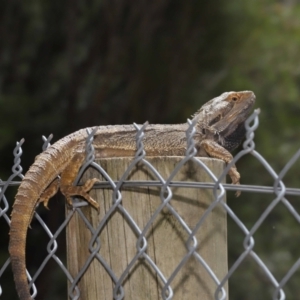 Pogona barbata at Acton, ACT - 7 Nov 2021