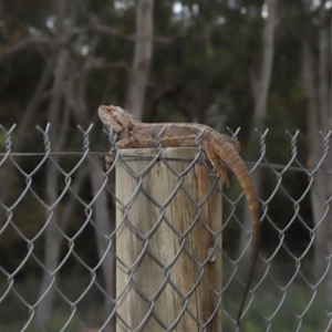 Pogona barbata at Acton, ACT - 7 Nov 2021