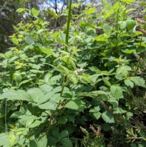 Rubus anglocandicans at Bruce, ACT - 8 Nov 2021