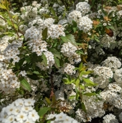 Spiraea cantoniensis (Bridalwreath Spirea, May Bush) at Kaleen, ACT - 7 Nov 2021 by KaleenBruce