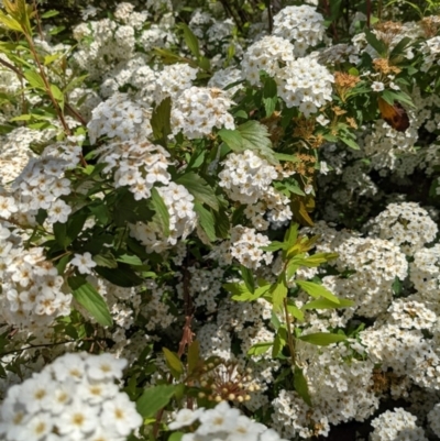 Spiraea cantoniensis (Bridalwreath Spirea, May Bush) at Kaleen, ACT - 7 Nov 2021 by KaleenBruce