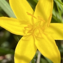 Hypoxis hygrometrica var. hygrometrica (Golden Weather-grass) at Jerrabomberra, ACT - 2 Nov 2021 by RAllen