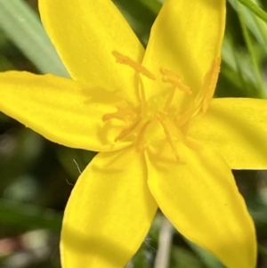 Hypoxis hygrometrica var. hygrometrica at Jerrabomberra, ACT - 2 Nov 2021