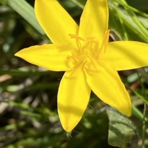 Hypoxis hygrometrica var. hygrometrica at Jerrabomberra, ACT - 2 Nov 2021