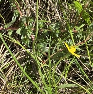 Hypoxis hygrometrica var. hygrometrica at Jerrabomberra, ACT - 2 Nov 2021