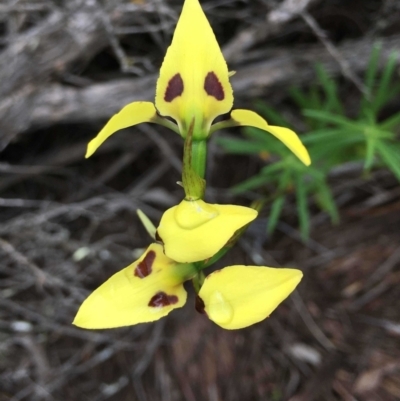 Diuris sulphurea (Tiger Orchid) at Lower Cotter Catchment - 6 Nov 2021 by RWPurdie