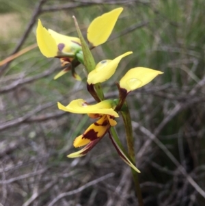 Diuris sulphurea at Cotter River, ACT - 7 Nov 2021