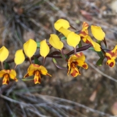 Diuris semilunulata (Late Leopard Orchid) at Lower Cotter Catchment - 6 Nov 2021 by RWPurdie