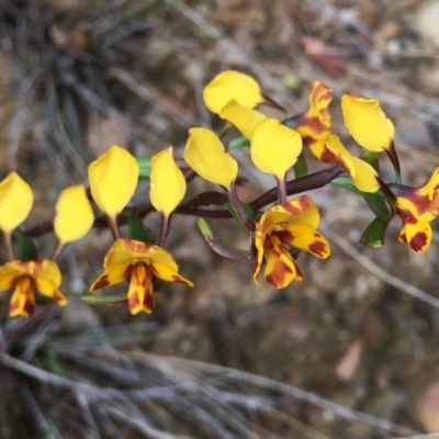 Diuris semilunulata (Late Leopard Orchid) at Cotter River, ACT - 7 Nov 2021 by RWPurdie