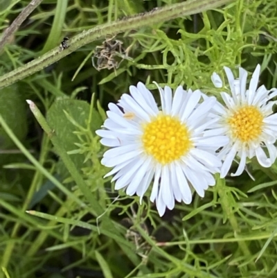 Calotis anthemoides (Chamomile Burr-daisy) at Jerrabomberra, ACT - 2 Nov 2021 by RAllen