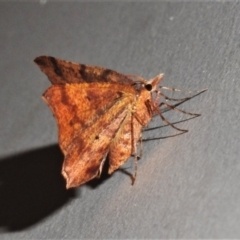 Rhinodia rostraria at Wanniassa, ACT - 7 Nov 2021