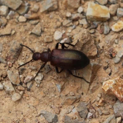 Lagriini sp. (tribe) (Unidentified lagriine darkling beetle) at Cook, ACT - 16 Mar 2021 by Tammy