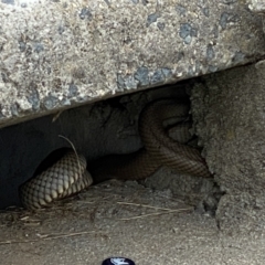 Pseudonaja textilis (Eastern Brown Snake) at Queanbeyan, NSW - 8 Nov 2021 by FeralGhostbat