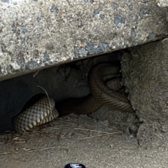 Pseudonaja textilis (Eastern Brown Snake) at Queanbeyan, NSW - 7 Nov 2021 by Ozflyfisher